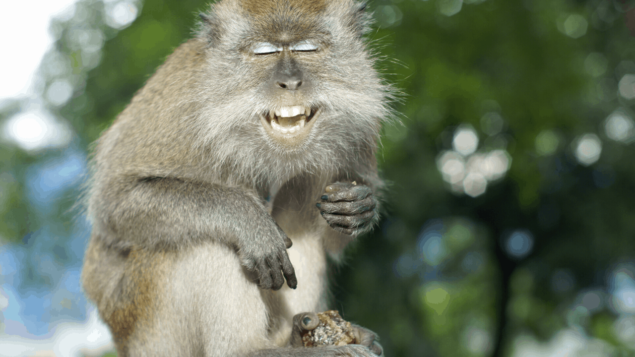 laughing monkeys