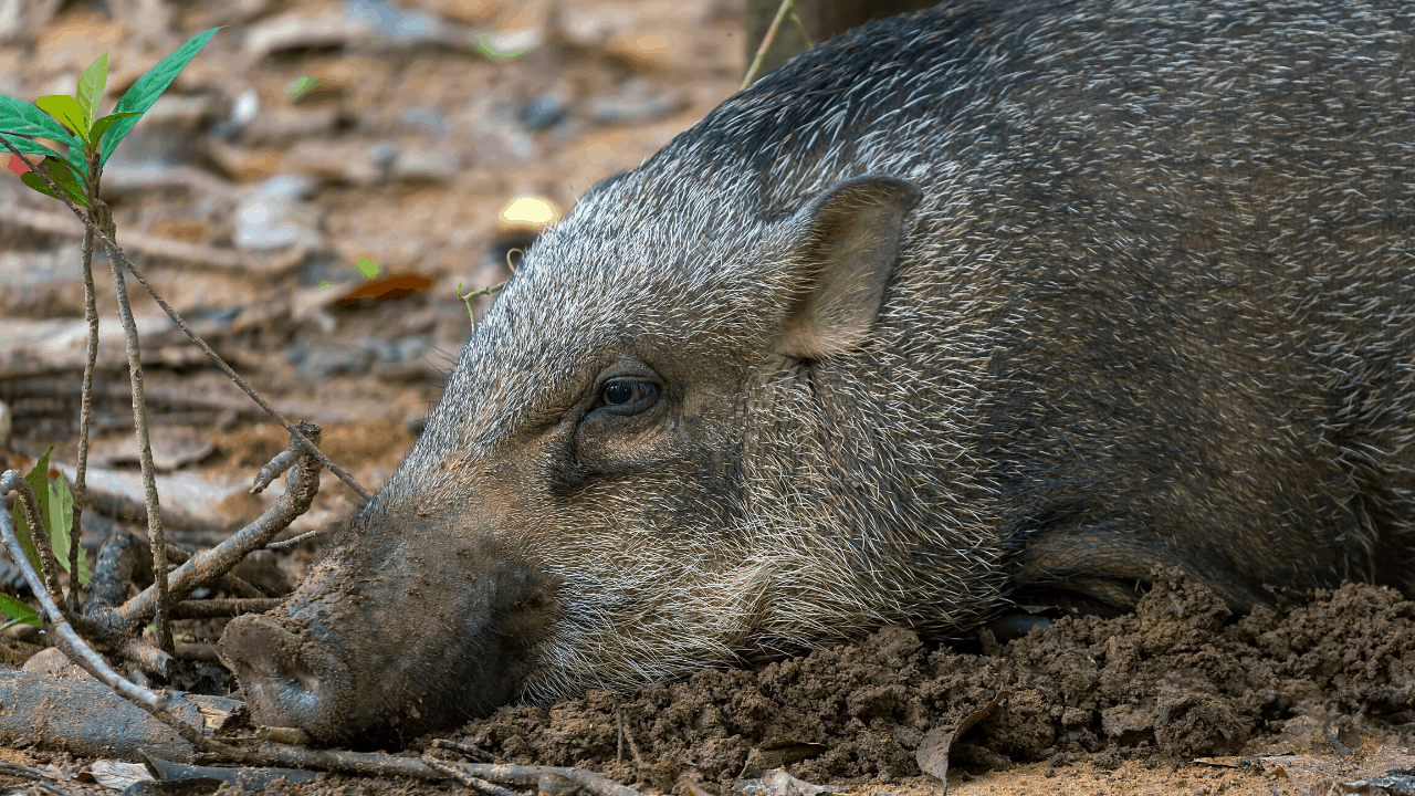 wild pigs komodo national park 